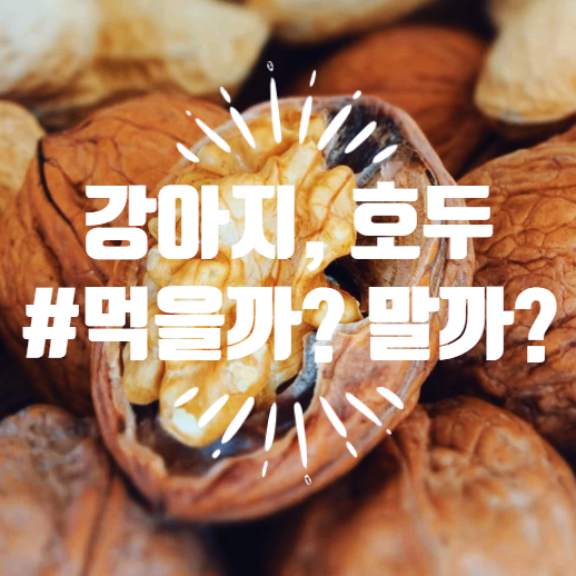 [먹을까말까] 강아지 호두, 먹어도 될까요?