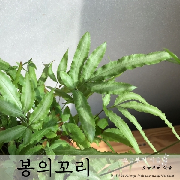  제멋대로 자기 갈 길을 가는 봉의꼬리(프테리스) 키우기