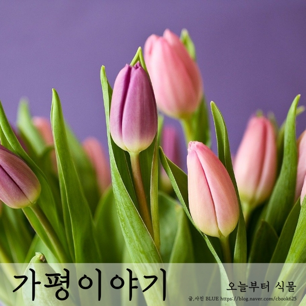  싹이 올라오는 튤립, 키우기_가평 힐링하우스 두번째이야기