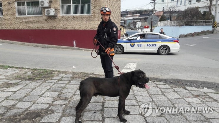 맹견보험 지난달 의무화됐지만 천마리 이상 미가입