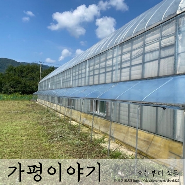  오늘은 하우스 가는 날 / 가평 비닐하우스