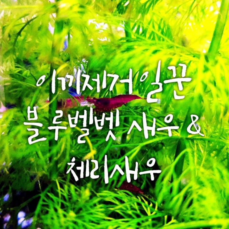 수초 이끼제거반 체리새우 & 블루벨벳 새우 키우기 수초 이끼제거반 체리새우 & 블루벨벳 새우 키우기
