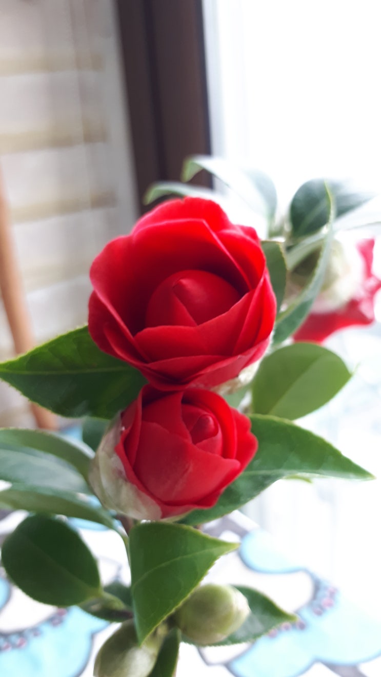  하루하루 이뻐지는 블랙로즈 동백  ^^