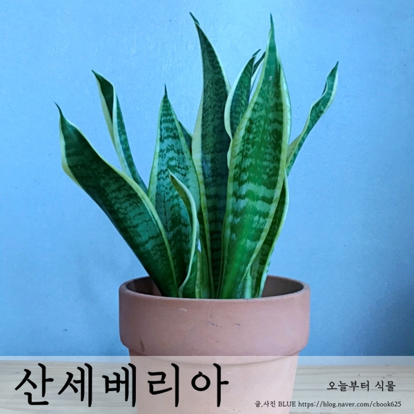  산세베리아 잎꽂이(엽삽), 분주