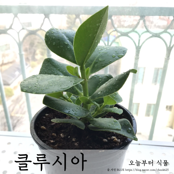  이끼볼에서 화분으로 클루시아 키우기