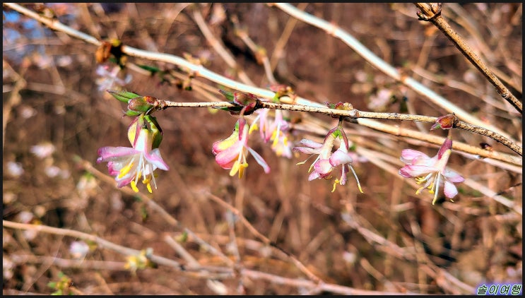 전북 전주에서 3월 초에 피고 있는 꽃들