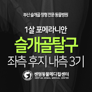  [슬개골 탈구 수술 증례] 1살 / 포메라니안 / 좌측 후지 내측 3기 (슬탈 교정 동물병원은 역시! 부산 센텀동물메디컬센터)