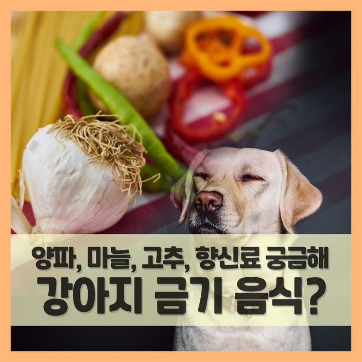 양파 마늘 고추 같은 향신료는 강아지 먹으면 안되는 음식일까? (f. 매운맛)