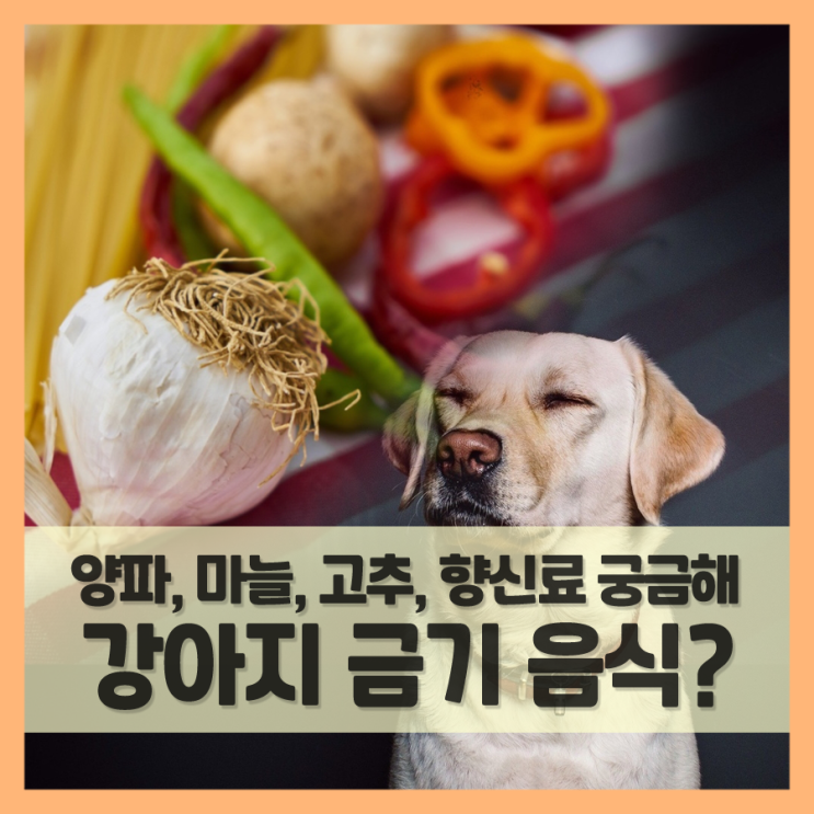  양파 마늘 고추 같은 향신료는 강아지 먹으면 안되는 음식일까? (f. 매운맛)