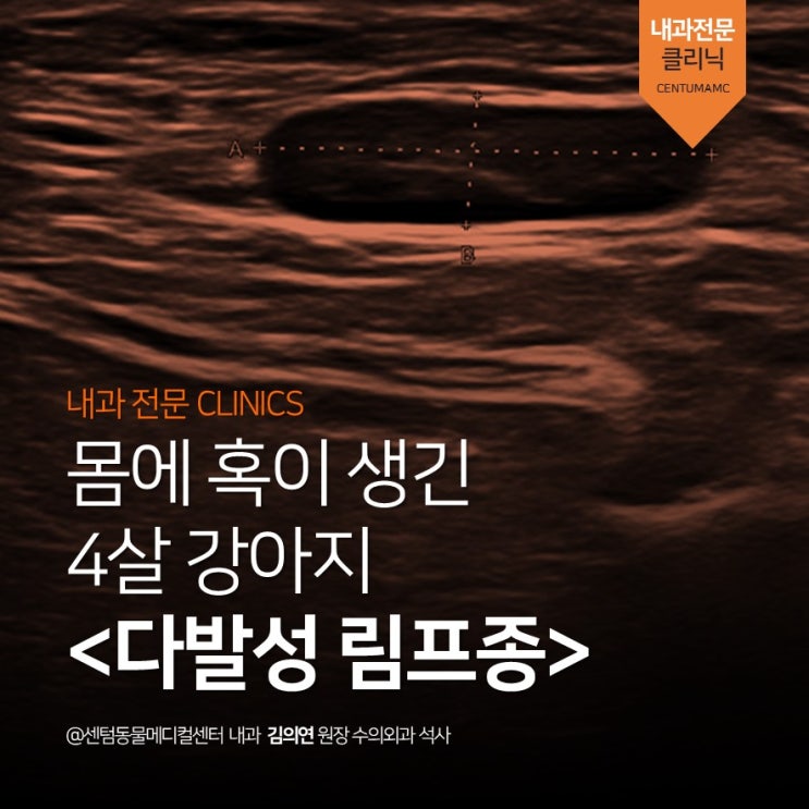  [부산 항암치료 전문 동물병원] 강아지 다발성 림프종 (림포마, multicentric lymphoma, 혹, 종양, 센텀동물메디컬센터)