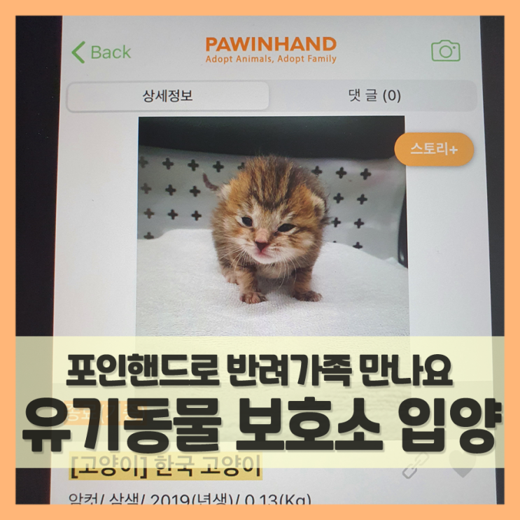  유기견 유기묘 보호소에서 입양하고 지원도 받으세요 (f. 포인핸드)