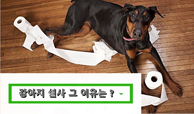  강아지 설사 원인 알아보자
