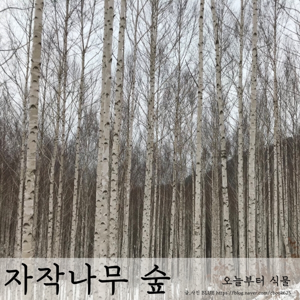  인제 원대리 자작나무 숲 통제 해제