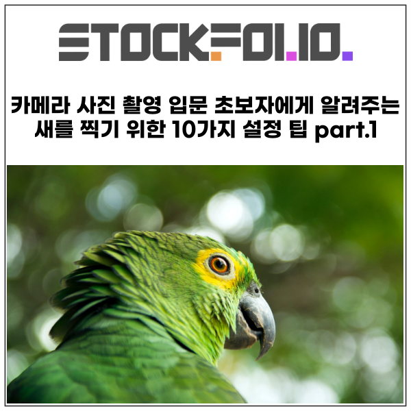  카메라 사진 촬영 입문 초보자에게 알려주는 새(조류)를 찍기 위한 10가지 설정 팁 part.1