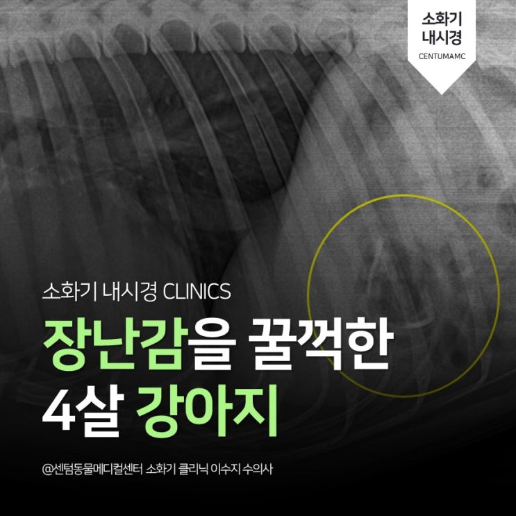  [강아지 내시경 이물제거 전문] 플라스틱 장난감을 꿀꺽한 4살 강아지 (부산 센텀동물메디컬센터)