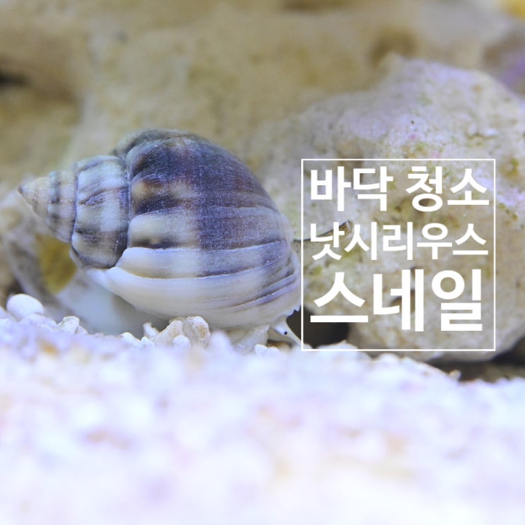  낫시리우스 스네일 어항 바닥 청소 달팽이