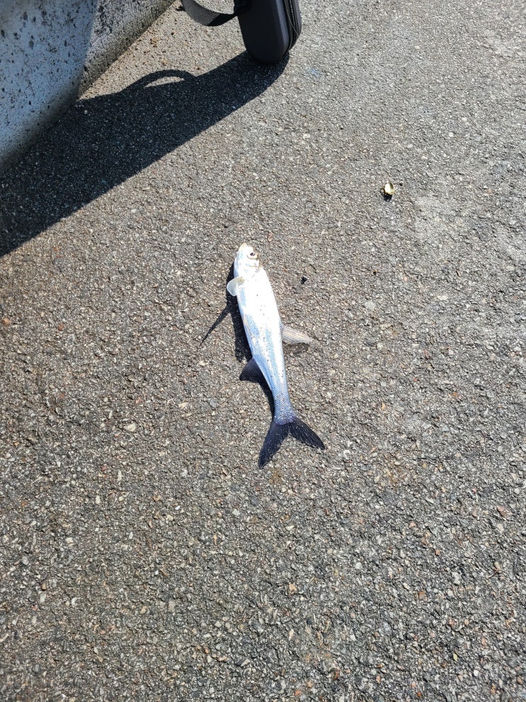  논산 배스 강준치 포인트