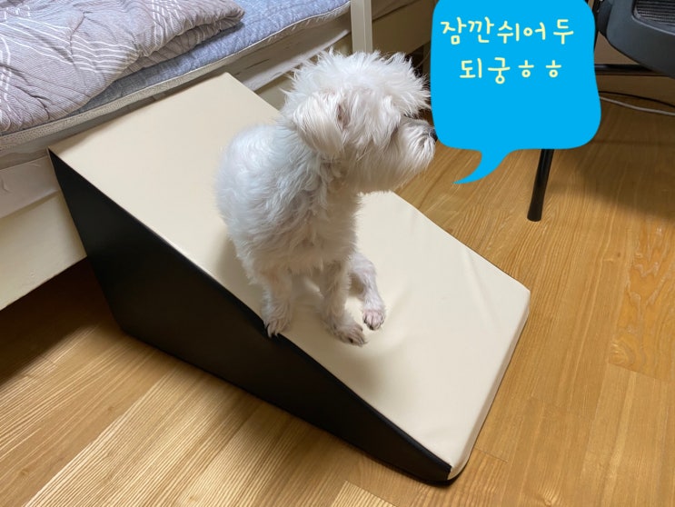  작은강아지도 좋아하는 초코펫슬라이드 계단 이유가 뭘까요?