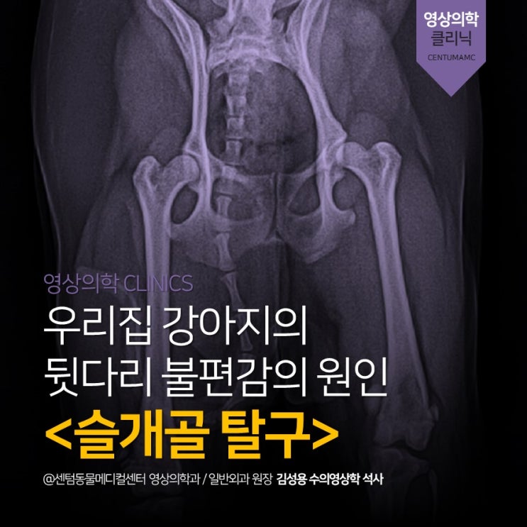  강아지 뒷다리 불편감 정밀 검사 <슬개골 탈구> (부산 수의영상학 석사원장 영상판독 동물병원 센텀동물메디컬센터)
