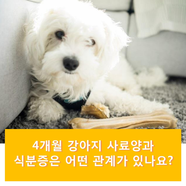  4개월 강아지 사료양과 식분증은 어떤 관계가 있나요?