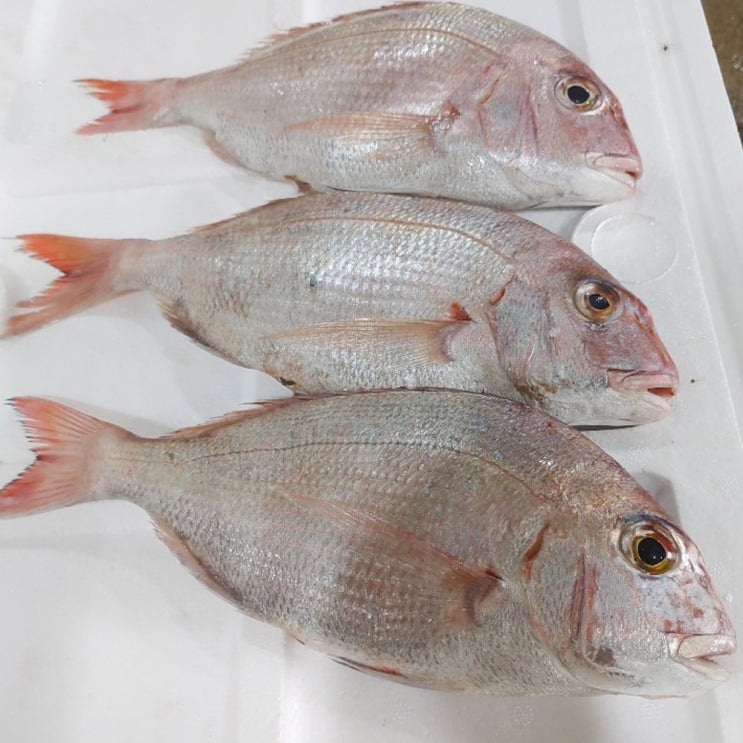 선호도 높은 수산물백화점 빅사이즈 통영 자연산 제수용 선물용 손질 도미 참돔 (1미45cm), 1마리, 1kg 좋아요 선호도 높은 수산물백화점 빅사이즈 통영 자연산 제수용 선물용 손질 도미 참돔 (1미45cm), 1마리, 1kg 좋아요