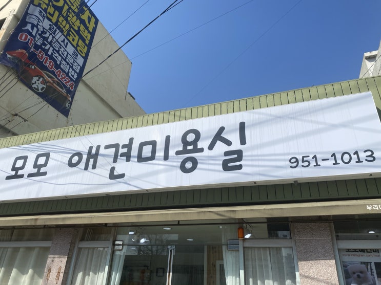  포메라니안 애견 미용                                      신천동 모모애견미용실 후기!