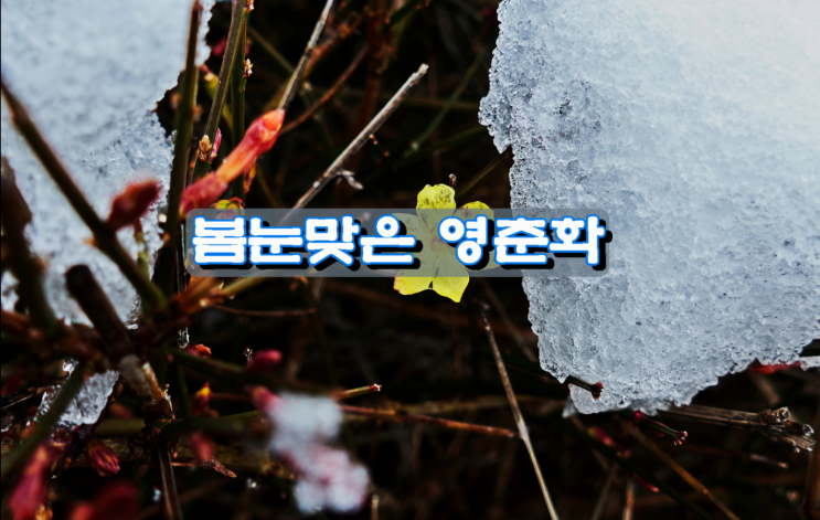 봄눈 맞은 영춘화 봄눈 맞은 영춘화