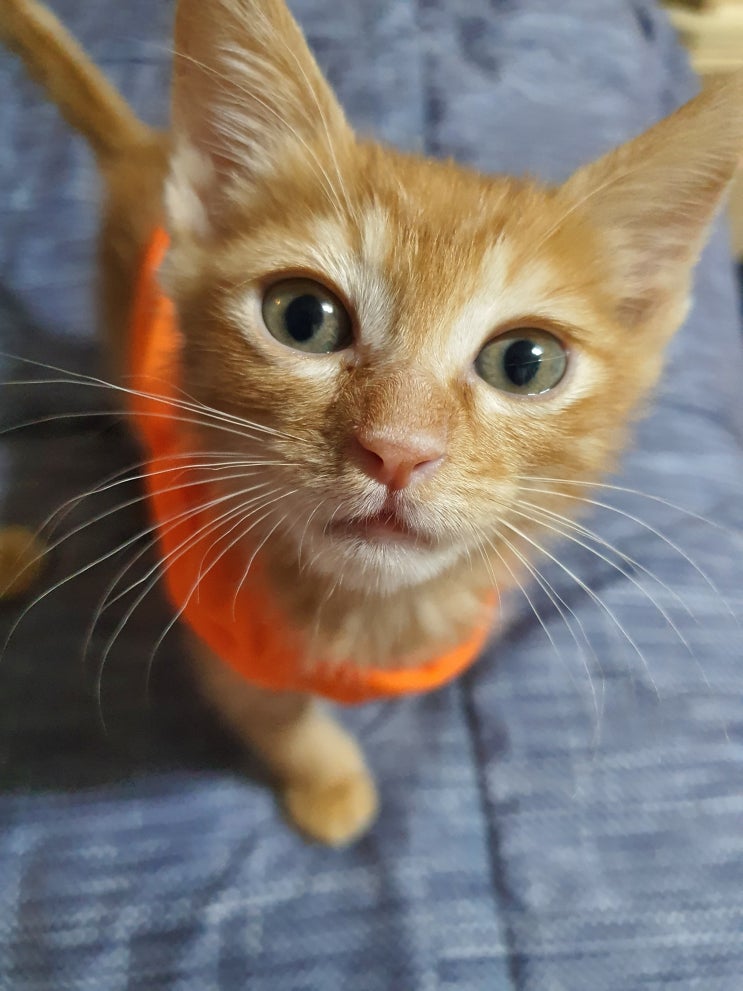  복막염으로 무지개 다리를 건넌 내 어깨위 고양이, 밥(Bob)
