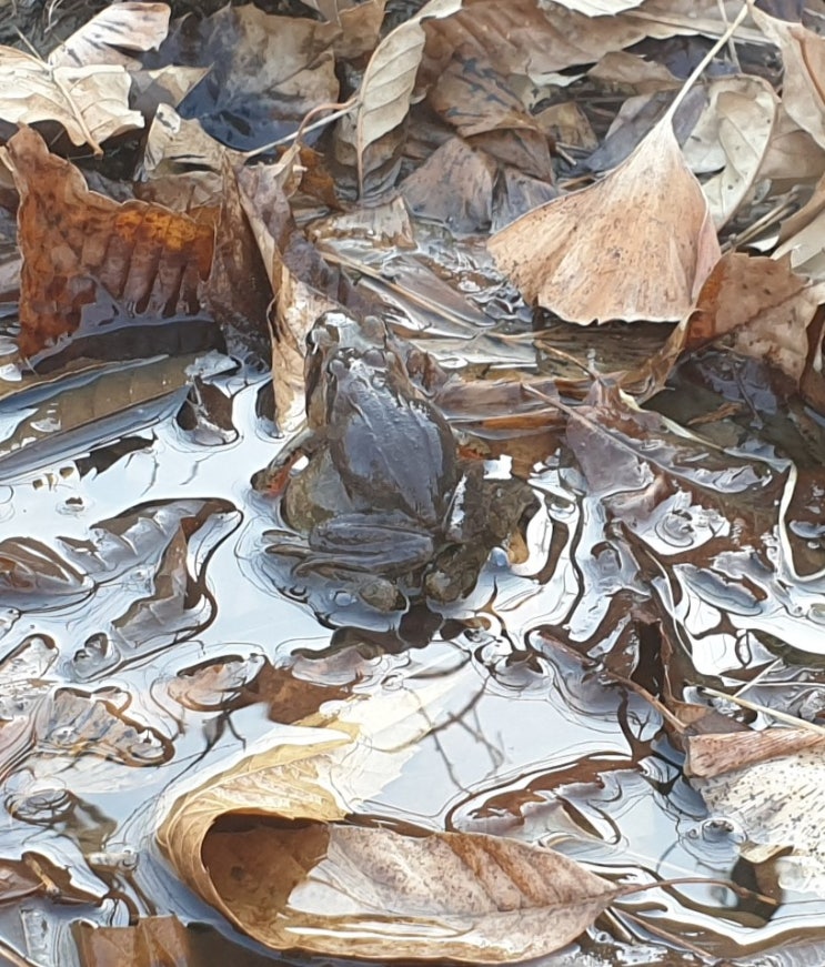  개구리가 겨울잠을 깨는 절기 경칩, 산개구리 짝짓기 산란 시기