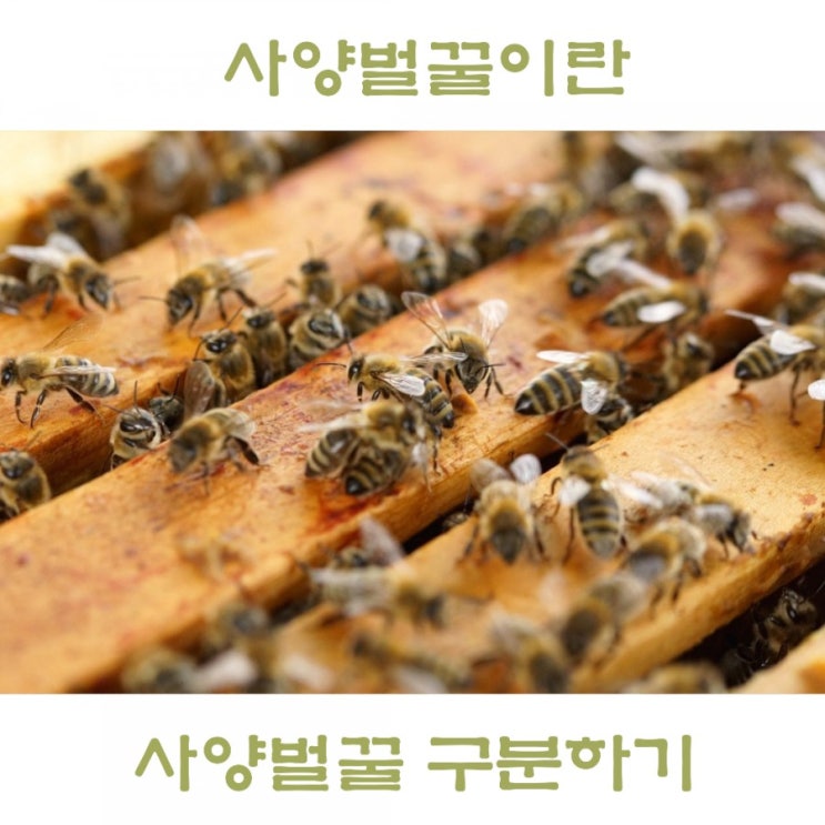  사양벌꿀과 진짜꿀의 차이 효능은