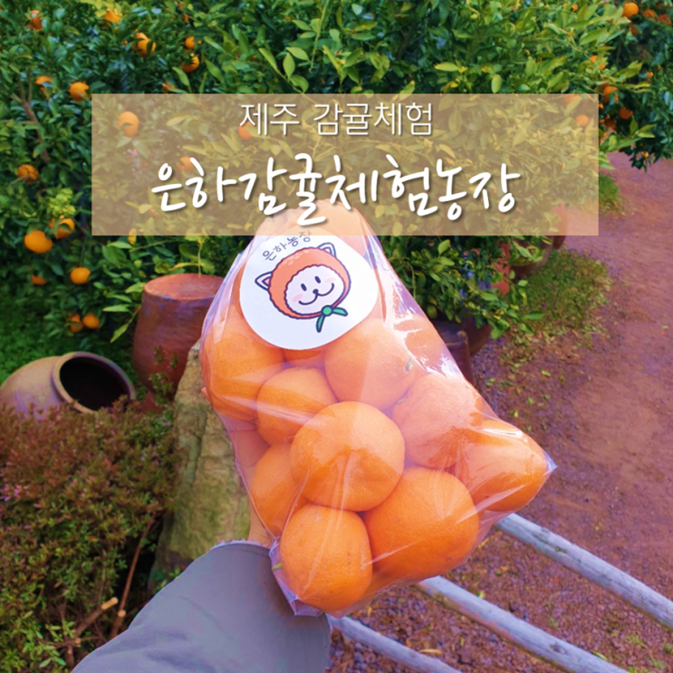  제주감귤체험 : 은하감귤체험농장 , 친절한 사장님과 맛있는 귤 (애견동반)