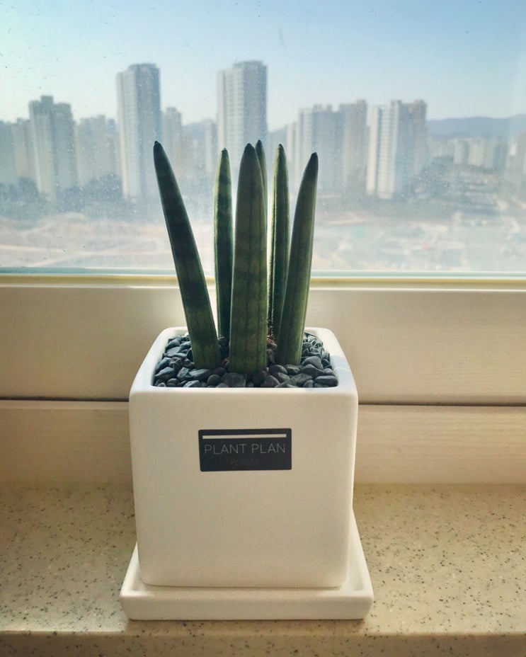  스투키 키우기