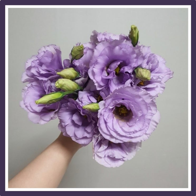 리시안셔스 꽃말, 꽃 컨디셔닝 방법, 꽃 오래보는 방법