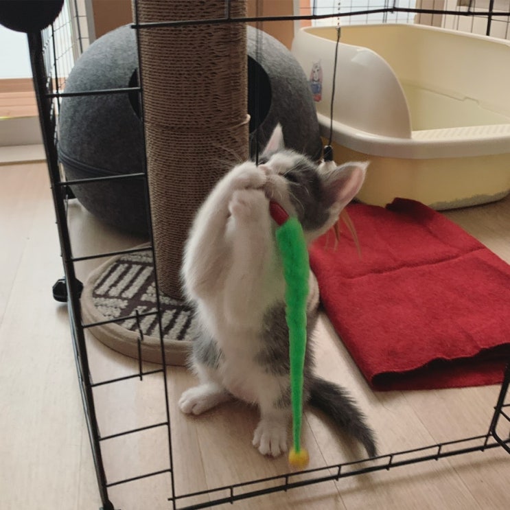  세상에서 제일 귀여운 우리집 고양이 애쉬 일상