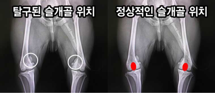  [아따와 함께] 포메라니안, '아따' 슬개골 탈구 예방하기 #1