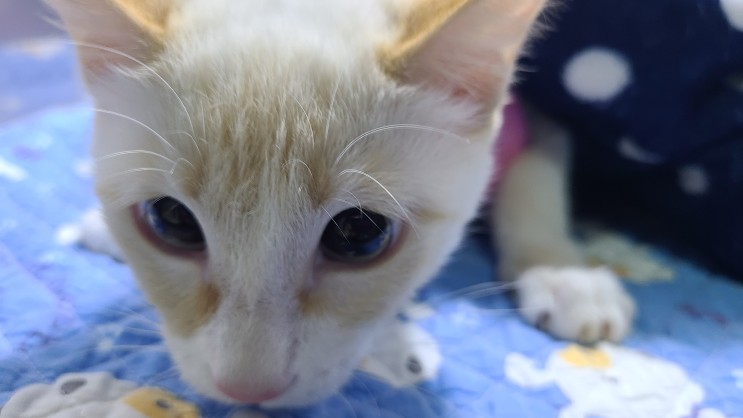 아롱이 다롱이 고양이 중성화 수술 하는 날 & 라온펫 동물병원