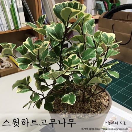  앙상해진 스윗하트 고무나무(하트무늬 벤자민 고무나무) 살리기, 키우기