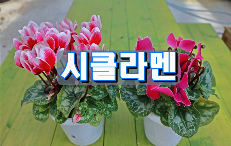 시클라멘 시클라멘