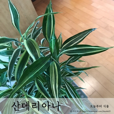  산데리아나 키우기, 이끼볼 만들기