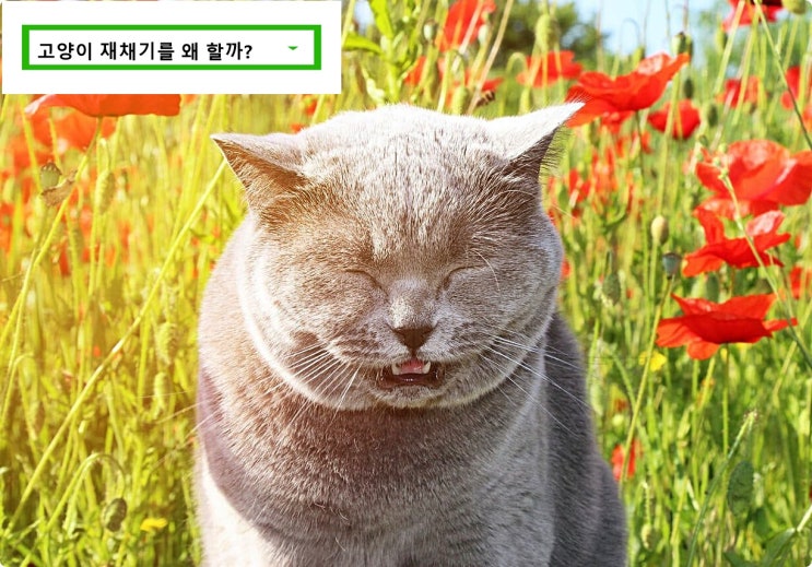 고양이 재채기 원인 알려드려요