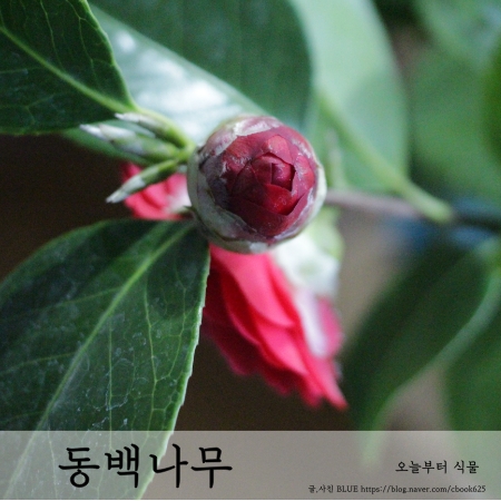  동백 꽃 필 무렵 동백나무 키우기 베란다 식물