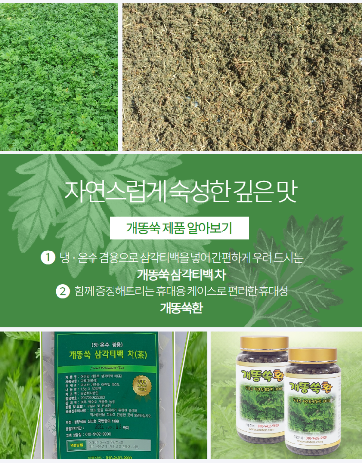  개똥쑥 효능 도움되는 개똥쑥차, 개똥쑥환