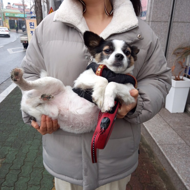  [강아지샴푸] 천연샴푸로 샴푸와 린스를 한번에 해결 <d31>