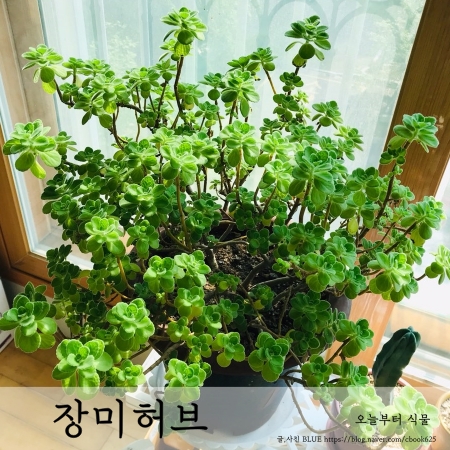  장미허브 키우기 외목대 삽목