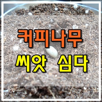 커피 씨앗 심다