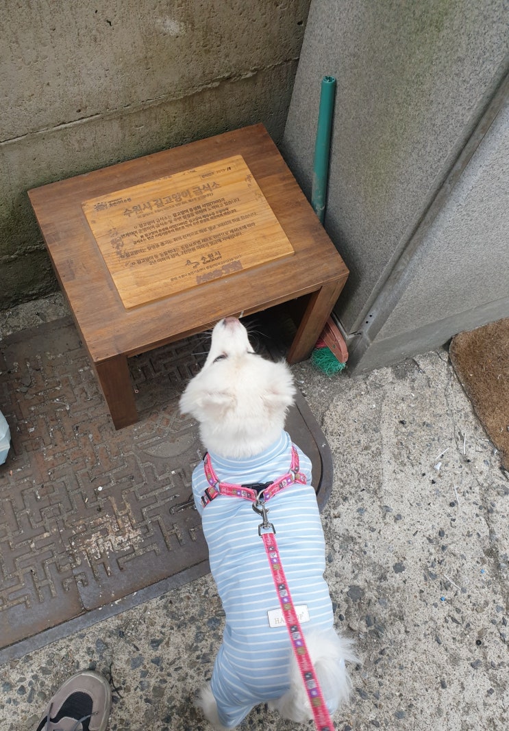  길고양이 급식소