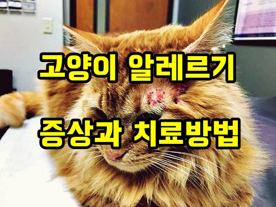  고양이 알레르기 증상 알아보자