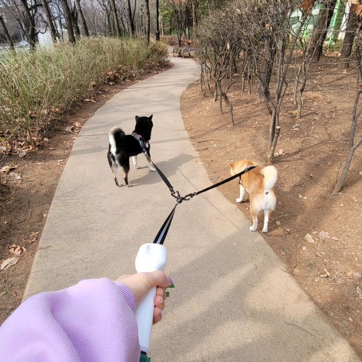  두마리 산책이 편해지는 절대 꼬이지 않는 리드줄