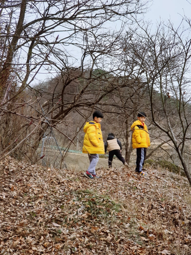  [반려견산책] 삼형제와 진돗개 설이의 산책