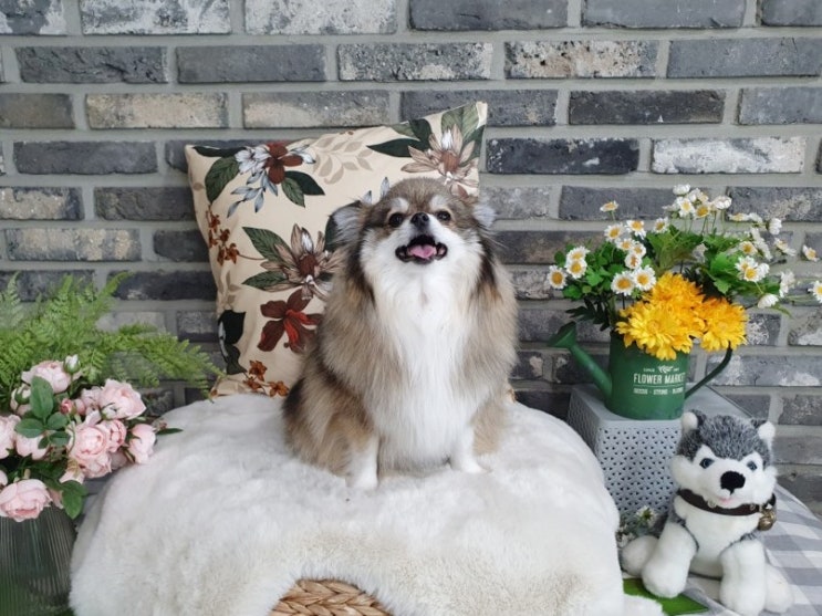  수원 애견카페 애견운동장 펫클럽 서수원점 다녀왔어요
